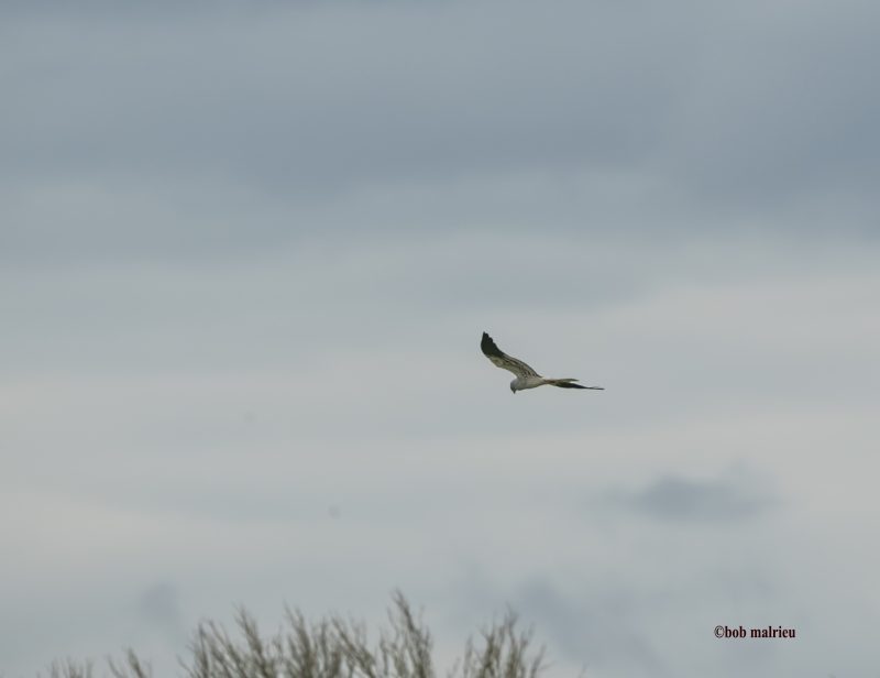 Busard cendré mâle dans le Tarn